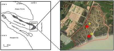 Effects of grazing prohibition on nirK- and nirS-type denitrifier communities in salt marshes